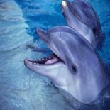 delfini roma tours