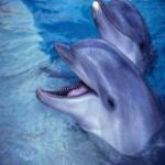 Делфини - Аквапарк - Рим